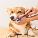 【獣医師監修】犬の歯周病完全ガイド｜症状・治療・予防法まで徹底解説