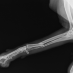 犬の骨折症状を見逃すな！小型犬・子犬・シニア犬の飼い主必見の応急処置と予防法