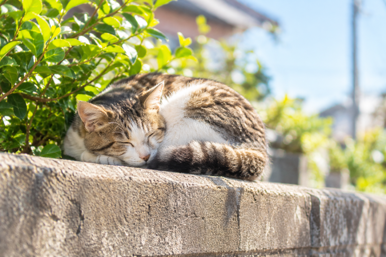 元気だったころの野良猫