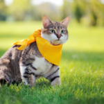 ミックス猫が長生きする理由と健康に育てる飼い方のコツ