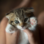 子猫の死因を知って命を守る！突然死を防ぐ完全ガイド