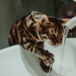 【獣医師監修】猫の糖尿病。症状から治療まで完全ガイド｜愛猫の命を守る早期発見のポイント