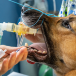 【獣医師監修】犬の鼻腔内腫瘍の症状と治療法｜早期発見で愛犬を守る完全ガイド