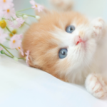 ミヌエットへの最期の旅路 – 希少猫種の火葬儀式と遺骨供養のすべて