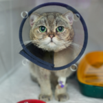 【猫用酸素室完全ガイド】愛猫の呼吸を守る選び方から使い方まで徹底解説