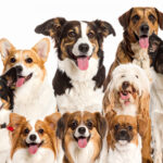 日本で人気の犬種ランキング2025年版