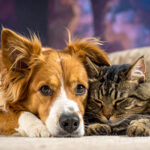 【比較】犬・猫のペット保険は本当に必要？選び方とおすすめを徹底解説