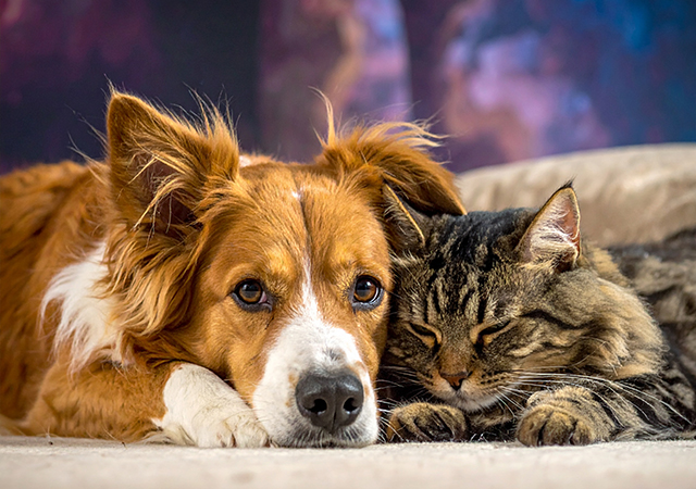 【比較】犬・猫のペット保険は本当に必要？選び方とおすすめを徹底解説