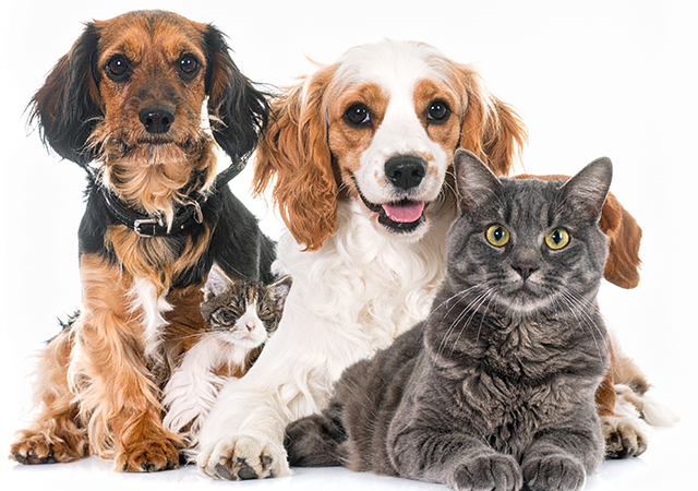 犬と猫のペット保険の違い