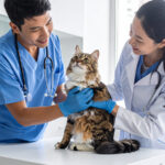 保存版！猫に多い病気一覧と初期症状｜早期発見のためのチェックポイント