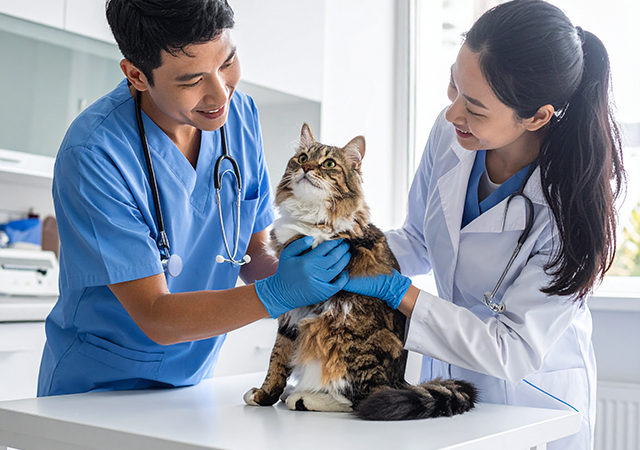 猫に多い病気一覧と初期症状｜早期発見のためのチェックポイント