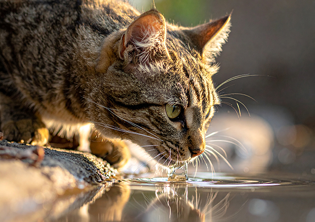 猫の病気を予防するためにできること