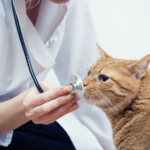 良い動物病院の見分け方｜失敗しない選び方とチェックポイント完全ガイド