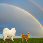 ペットと虹の橋｜意味・詩の由来・供養のヒント