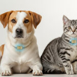 犬・猫のマイクロチップ完全ガイド｜義務化の内容と飼い主が知るべきこと