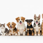 動物の記念日｜今日は何の日？犬・猫・小動物の記念日を月別に紹介！