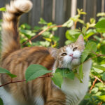 猫にまたたびを与えても大丈夫？効果・使い方・用量の注意点を徹底解説