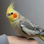 オカメインコの寿命はどのくらい？平均寿命・長生きの秘訣・飼い方を徹底解説！