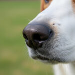 犬の鼻が濡れているのは正常？病気のサインとの見分け方を獣医が解説