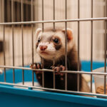 飼えなくなったなって時に備えて｜ペットと飼い主を守る準備ガイド