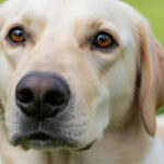 動物の危険察知能力とは？仕組み・理由・具体例をわかりやすく解説