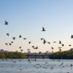 日本野鳥の会はなぜ「謎の組織」と言われるのか？正体・活動・噂を解説