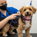 トリマーとはどういう仕事？仕事内容・資格・向いている人を解説