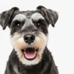ミニチュアシュナウザーの寿命は何歳？平均寿命と長生きの秘訣を解説