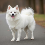 日本スピッツの寿命｜健康で長生きさせるためのポイント