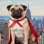 動物タレントって何？仕事内容や活躍例を徹底解説