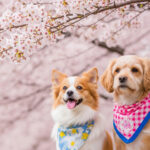 ペットとお花見を楽しむ完全ガイド｜おすすめスポット・マナー・持ち物等