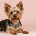 ヨークシャーテリアの寿命は何年？長生きさせるコツと注意する病気を解説