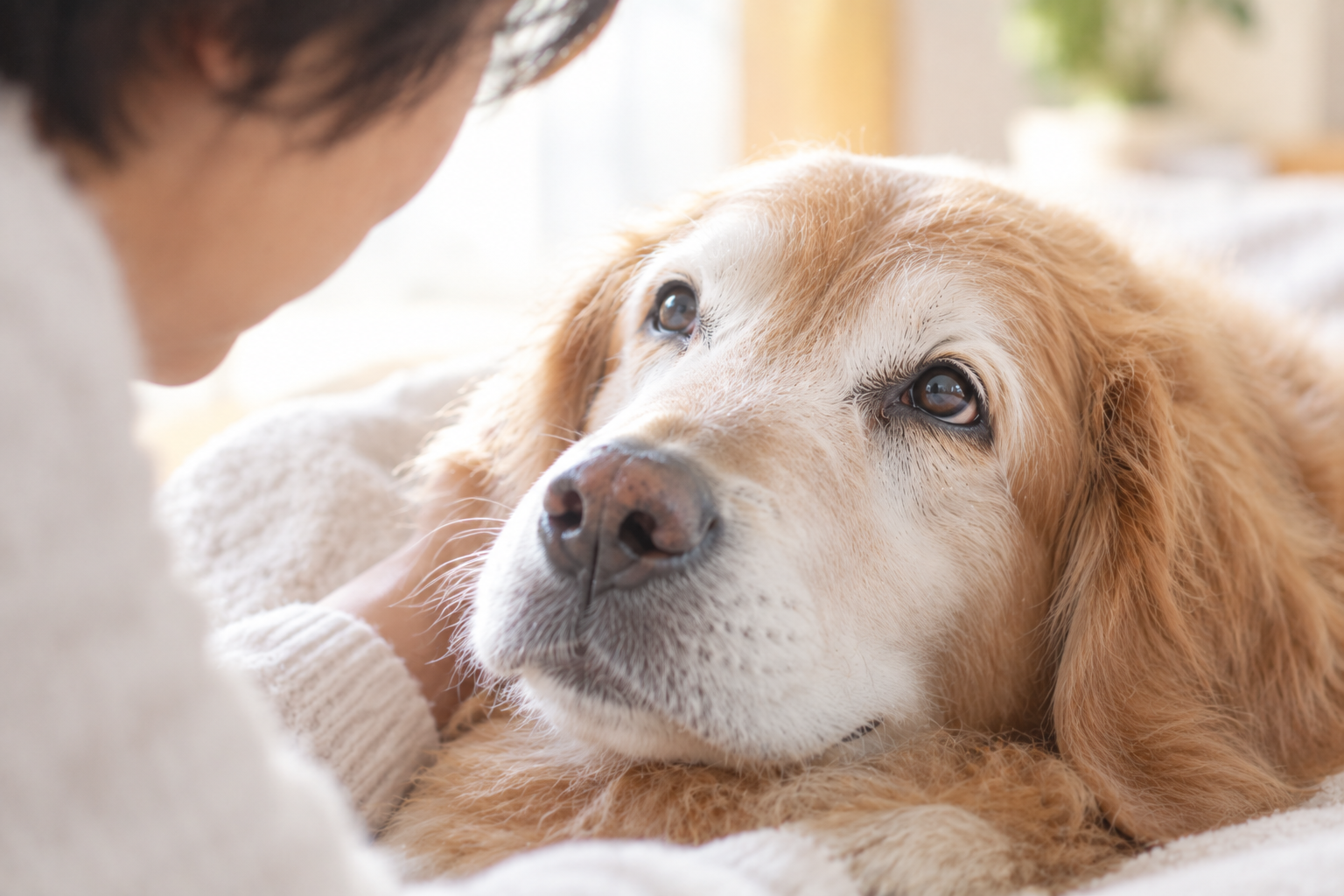 飼い主を見つめる犬